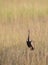 Black Belled Bustard in a tall grass at Masai Mara, Kenya