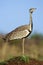 Black-bellied Bustard