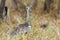 Black-bellied bustard in Kruger National park