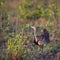 Black bellied bustard in Kruger National park, South Africa