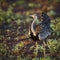 Black bellied bustard in Kruger National park, South Africa