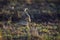 Black bellied bustard in Kruger National park, South Africa