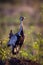 Black bellied bustard in Kruger National park, South Africa