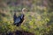 Black bellied bustard in Kruger National park, South Africa