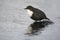 Black-bellied dipper, Cinclus cinclus cinclus