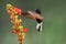 Black Bellied Hummingbird