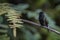 Black-bellied Hummingbird - Eupherusa nigriventris