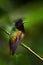 Black-bellied Hummingbird, Eupherusa nigriventris, black head bird endemic in Costa Rica. Small hummingbird sitting on the branch
