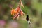 Black-bellied hummingbird, Eupherusa nigriventris, hovering next to orange flower, bird from mountain tropical forest, Costa Rica