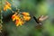 Black-bellied hummingbird, Eupherusa nigriventris, hovering next to orange flower, bird from mountain tropical forest,Costa Rica