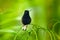 Black-Bellied Hummingbird, Eupherusa nigriventris, rare endemic hummingbird from Costa Rica. Animal in the nature habitat.