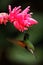 Black-Bellied Hummingbird, Eupherusa nigriventris, rare endemic hummingbird from Costa Rica, black bird flying next to beautiful