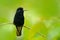 Black-bellied Hummingbird, Eupherusa nigriventris, rare endemic hummingbird from Costa Rica, black bird sitting on a beautiful gre