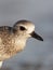 Black-bellied Plover