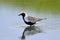 Black-bellied Plover