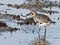 Black-bellied Plover