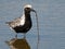 A Black-bellied Plover Eating a Long Worm in the Marsh