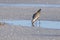 Black Bellied Plover Foraging On The Beach