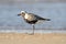 Black-bellied Plover (Pluvialis squatarola)