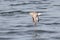 Black-bellied Plover Pluvialis squatarola