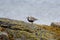 Black-bellied Plover resting at seaside