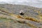 Black-bellied Plover resting at seaside