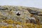 Black-bellied Plover resting at seaside