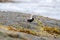 Black-bellied Plover resting at seaside