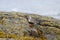 Black-bellied Plover resting at seaside