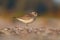 Black-bellied Plover resting at seaside