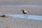 Black Bellied Plover Standing In A Puddle