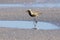 Black Bellied Plover Walking On The Beach