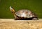 Black-Bellied Slider Turtle Trachemys dorbigni, also known as