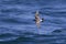 Black bellied Storm Petrel over the sea