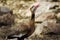 Black bellied Whistling Duck