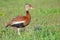 Black-bellied Whistling Duck