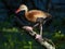 Black-bellied Whistling Duck