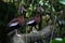 Black bellied whistling duck