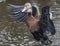 Black-bellied Whistling Duck Bathing in a Florida Swamp