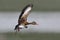 Black-bellied Whistling Duck in Flight - Panama