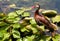 Black Bellied Whistling Duck in Pond in the San Antonio Botanic Gardens