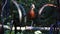 A Black-bellied Whistling Duck rests on a log