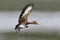 Black-bellied Whistling Duck taking off in flight - Panama