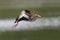 Black-bellied Whistling Duck taking off in flight - Panama