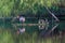 Black-bellied Whistling-Ducklings