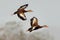 Black-bellied Whistling-ducks