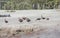 Black-Bellied Whistling Ducks