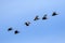 Black Bellied Whistling Ducks in Flight