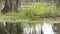 Black-bellied Whistling-Ducks in Florida wetlands