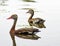 Black-bellied Whistling Ducks swimming on a pond